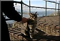 NM8630 : Misha at McCaig's Tower by Richard Sutcliffe