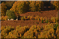 NH4927 : Ruined Croft House among the Trees, Scottish Highlands by Andrew Tryon