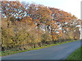 NZ4911 : Autumn trees on the east side of Well Lane by Christine Johnstone