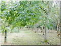 SP2260 : Woodland footpath at Red Hill (1) by Stephen Craven