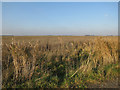 TL2291 : Fallow field, Whittlesey Mere by Hugh Venables