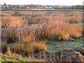 SE8832 : Dryham Ings, YWT North Cave Wetlands nature reserve by Christine Johnstone