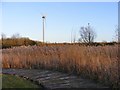 TL0041 : Reed Bed View by Gordon Griffiths