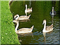 SK0916 : Cygnets at Handsacre in Staffordshire by Roger  D Kidd