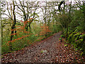 SJ9458 : Footpath through the wood by Stephen Craven