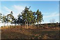 TL7996 : Small clump of trees left from last clear fell by David Pashley