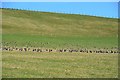 NT0644 : Geese feeding above Elsrickle by Jim Barton