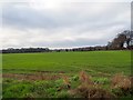 TF8902 : Arable crop near Saham Toney by David Pashley