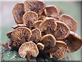 TL8193 : Macro fungi on felled tree by David Pashley