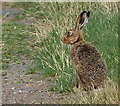 NU0939 : Hare at Fenham-le-Moor by Mat Fascione