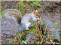 SH9974 : Squirrel in the Dell at Bodelwyddan Castle by David Dixon