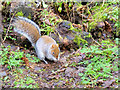 SH9974 : Squirrel Foraging at Bodelwyddan Park by David Dixon