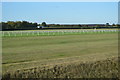 TL6062 : July Course, Newmarket Racecourse by N Chadwick