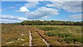 SZ0385 : Track on Studland Heath, Purbeck, Dorset by Phil Champion