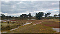 SZ0285 : Lagoon on edge of Bramble Bush Bay near Jerry's Point, Studland Heath by Phil Champion