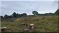 SZ0278 : Tree stumps at Townsend Nature Reserve, Swanage by Phil Champion