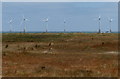 TG5309 : Sand dunes at the North Beach, Great Yarmouth by Mat Fascione