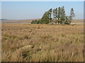 NT0347 : Moorland near Weston by M J Richardson