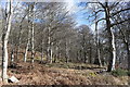 NJ7520 : Beech wood on the slope of the Hill of Ardtannes by Bill Harrison