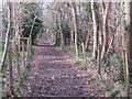 TQ4859 : Muddy track near Knockholt Pound by Malc McDonald