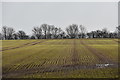 TM3846 : Emerging winter cereal crop near Boyton Hall Farm by Simon Mortimer