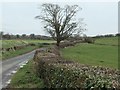 SE2086 : Roadside tree near Dun Hill by Christine Johnstone