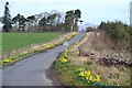 NT1448 : Daffodil-lined roadside by Jim Barton