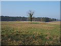 TL7893 : Lone tree by David Pashley