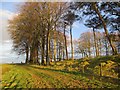 NS7734 : Grass track near Blackhill by Alan O'Dowd