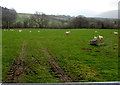 SN9926 : Sheep in a Libanus field, Powys by Jaggery