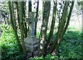 TG5210 : Gravestone in the old part of the cemetery by Evelyn Simak