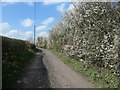 NZ1925 : Blackthorn blossom, along Burnshouse Lane by Christine Johnstone