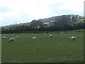 NZ1925 : Sheep grazing below Backandsides Farm by Christine Johnstone