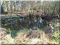 TL9493 : Forest pond in Spring by David Pashley