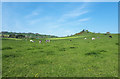 ST6634 : Wyke Lane, with the Wyke Farms factory in the distance by Vieve Forward