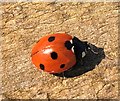 NO4302 : Seven-spot ladybird by Bill Kasman