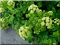 D4003 : Alexanders wild plants (Horse Parsley), Larne by Kenneth  Allen