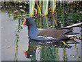 SD7706 : Moorhen (Gallinula chloropus) by David Dixon