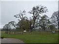 TQ5354 : Two hundred year old sycamore at Knole by Marathon