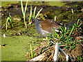 SD7706 : Moorhen (Gallinula chloropus) by David Dixon