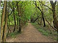 TQ2433 : Buchan Country Park by PAUL FARMER