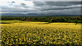 NZ5711 : Wood Field, Great Ayton by Mick Garratt