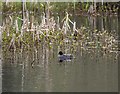 NH7676 : Teal on Loch Kildary by valenta