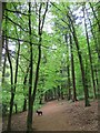 SU7295 : Footpath in Cowleaze Wood by Steve Daniels