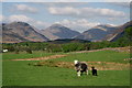 NY1203 : Herdwicks in Wasdale by Peter Trimming