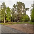 NH9358 : Scots Pine on the edge of Kilnhill Wood by valenta