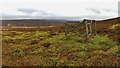 NZ6012 : Ladder trap, Great Ayton Moor by Mick Garratt