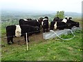 SO7642 : Belted Galloway cattle by Philip Halling