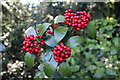 SH5573 : Skimmia japonica at Plas Cadnant by Richard Hoare