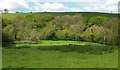 SS5525 : Trees along Newton Tracey Stream by Derek Harper